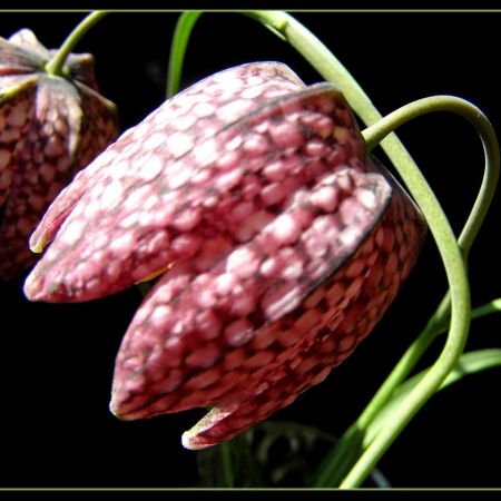 Fritilaria Meleagris